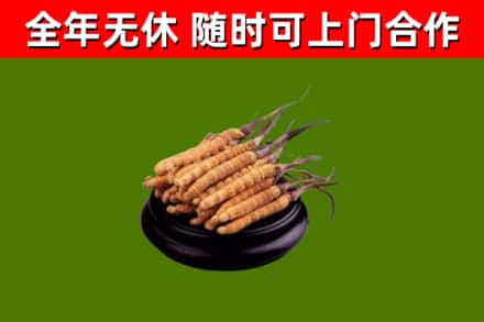 灵丘烟酒回收冬虫夏草.jpg